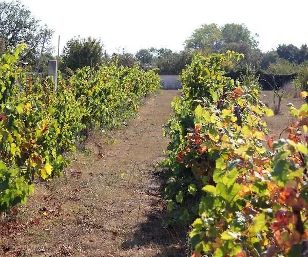 Family Friendly Apartments With A Swimming Pool Jadreski, Pula - 7292 Pula